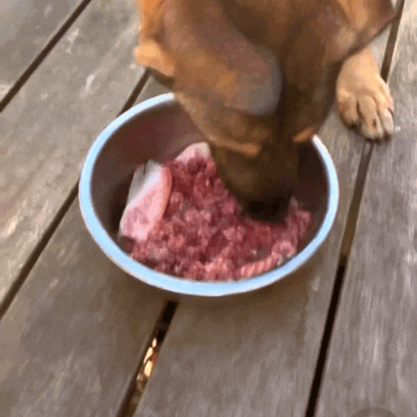 Wild Omega Wellness 100g